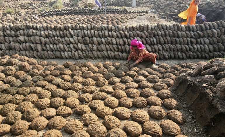 cow dung patties sales in India2