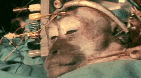 monkey head transplant2