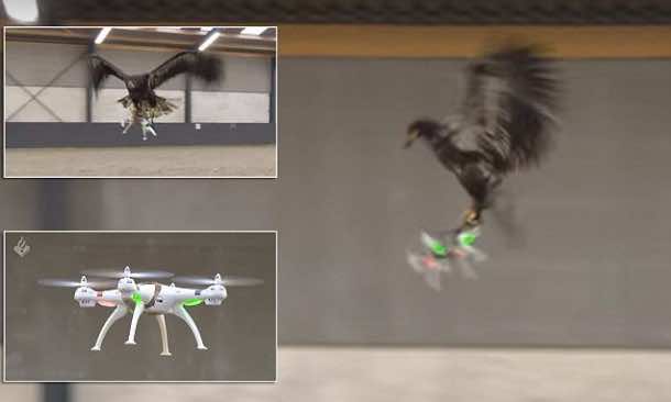 Dutch Police Will Use Trained Eagles For Taking Down Drones 3