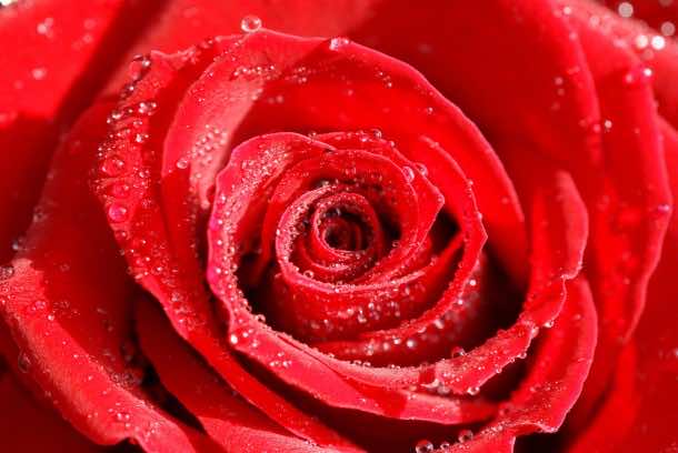 Rose Wallpaper rose1