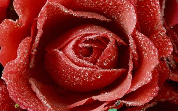 Rose Wallpaper rose12