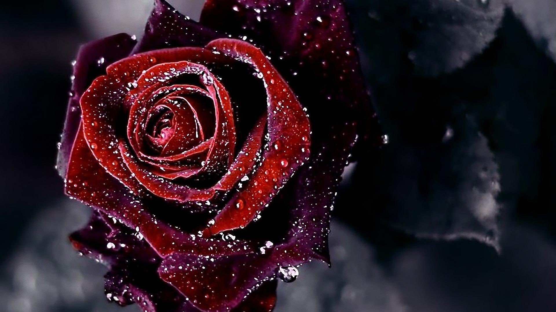 74 Rose Wallpaper For HD Download
