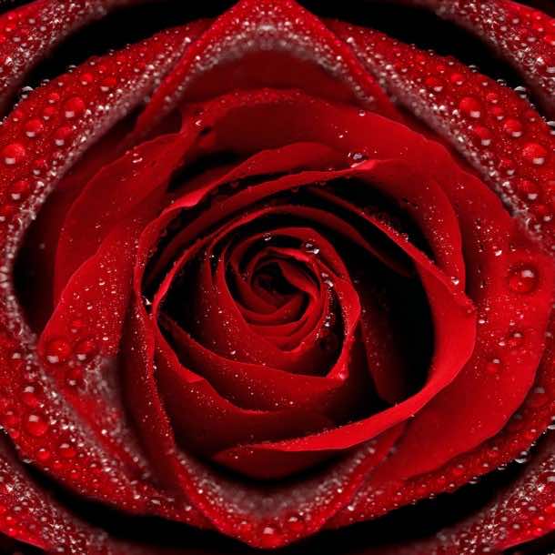 Rose Wallpaper rose44