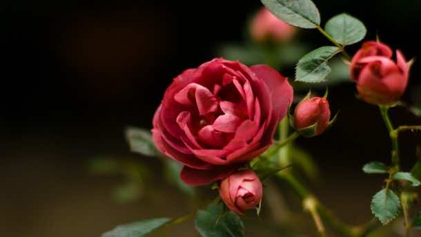 rose52