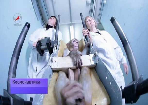 Pic shows: Monkey with scientifics. The Russians are up to some monkey business in space, after it was revealed they are planning to have a team of macaques capable of going to Mars in two years. Scientists from the Institute of Biomedical Problems, which is part of the Russian Academy Of Science, say they are preparing four rhesus macaques (Macaca mulatta) to train them to be able to make the flight. The animals are being trained three hours a day so they can travel safely into outer space, and eventually land on Mars. The special group of rhesus macaques were chosen for their cognitive abilities and their quick-learning skills. For scientific projects these type of monkeys are hand-reared in special farms, where the cleverest ones get selected to work at the Institute of Biomedical Problems. Inessa Kozlovskaya, one of the leading experts from the institute, believes that sending a monkey to Mars is a viable option. She said: "What we are trying to do is to make them as intelligent as possible so we can use them to explore space beyond our orbit." The smartest representative of the four macaquesí is called Clyopa who is seen on this extraordinary training video. Every day the cute little creature spends hours learning how to control a joystick and hit a target, which is highlighted by a cursor. Natalia Miller, one of the specialists working with the monkey, says that Clyopa gets a sip of a juice as a treat for fulfilling tasks properly. The next step the Russian scientists plan to accomplish is teaching the macaques how to solve simple mathematical tasks and puzzles. At the end of their training, the smart creatures should be able to complete their daily schedule of tasks on their own. Inessa Kozlovskaya, who has been working on the program since the 1980s, said that the main goal is to teach monkeys to perform a particular range of tasks which they will be able to remember. The team are also hoping that the space monkeys will be able to train others and integrate them into the team, and hopefully their descendants will also benefit from having intelligent parents. Macaques typically have a lifespan of around 25 years, so it is hoped there is enough time to train them properly and for them to survive the six-month trip to Mars. (ends)