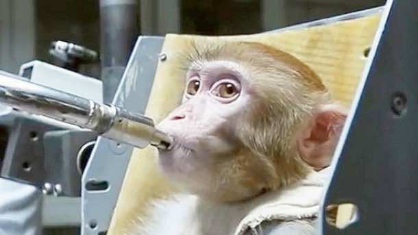 Russians Are Training Monkeys For A Mission To Mars 4