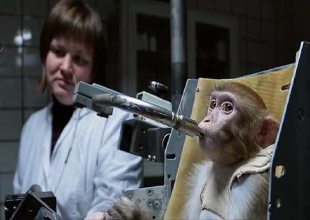 Russians Are Training Monkeys For A Mission To Mars