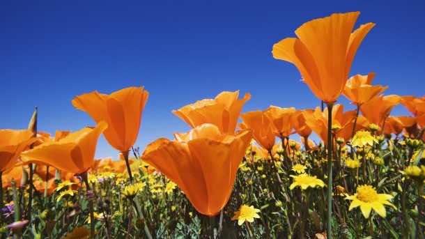 California Poppies & Goldfields cover hillsides in Antelope Valley State Poppy Reserve. CA