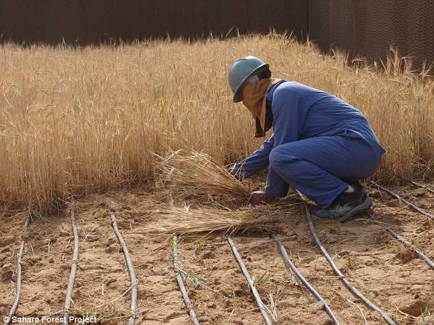30 million dollar farm in Sahara desert3