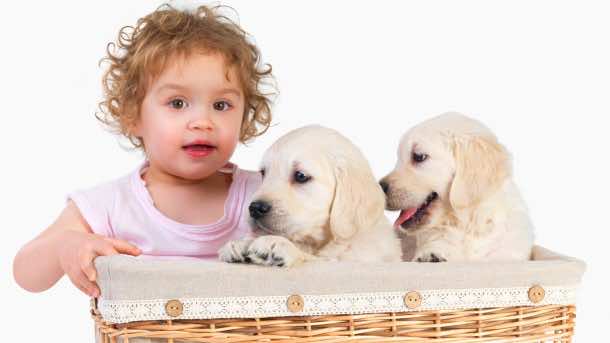 Baby girl and two puppies in a basket