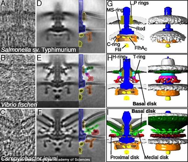 nano motors in bacteria2