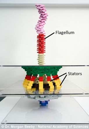 nano motors in bacteria4