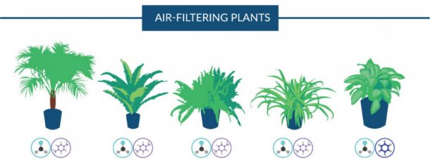 18 Plants That Are Best At Filtering Air In Your Home According To NASA 3