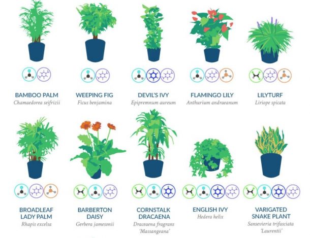 18 Plants That Are Best At Filtering Air In Your Home According To NASA