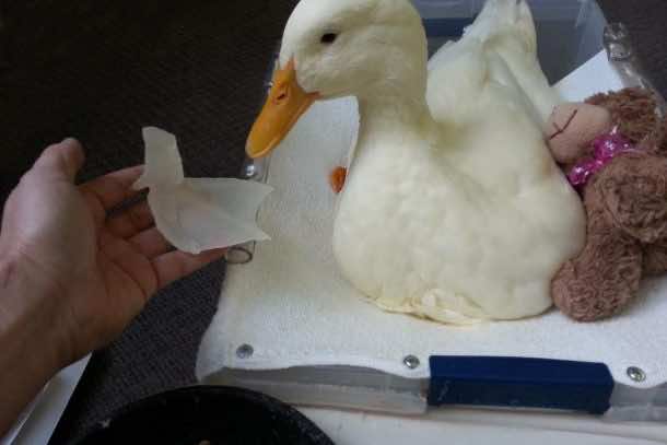 3D Printing is Saving the Lives of Hundreds of Animals_ 3D Printed Foot for the maimed Duck_Image 4_Wonderful Engineering
