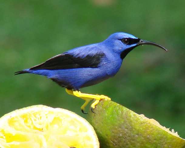Genetic Engineering to Rescue Hawaii Birds_Image 3