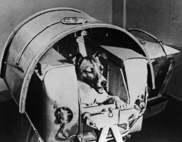 Laika, Russian cosmonaut dog, 1957. Laika was the first animal to orbit the Earth, travelling on board the Sputnik 2 spacraft launched on 3 November 1957. The Soviet space programme used dogs and other animals in order to ascertain the viability of later (Photo by Fine Art Images/Heritage Images/Getty Images)
