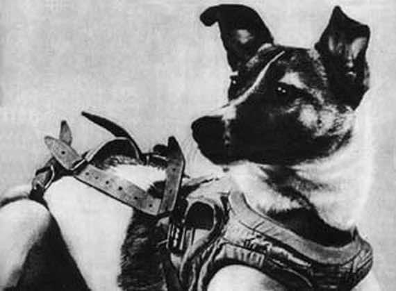 In 1957, This Dog Made History By Being The First Animal To Orbit The Earth_Image 3