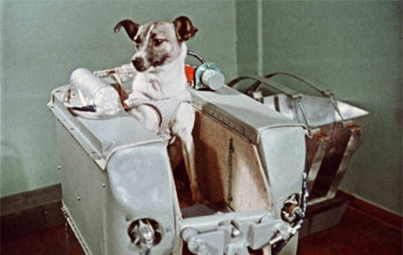 In 1957, This Dog Made History By Being The First Animal To Orbit The Earth_Image 5