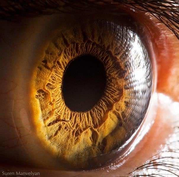 Mesmerizing Images Capture The Fascinating Complexity Of The Human Eye_Image 1