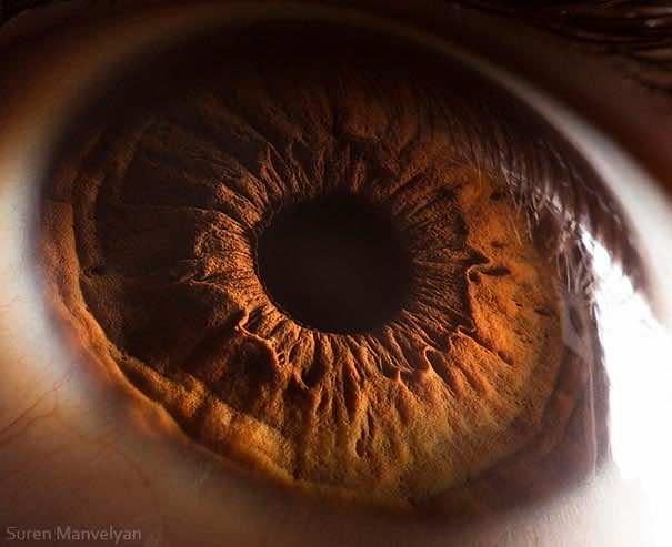 Mesmerizing Images Capture The Fascinating Complexity Of The Human Eye_Image 12