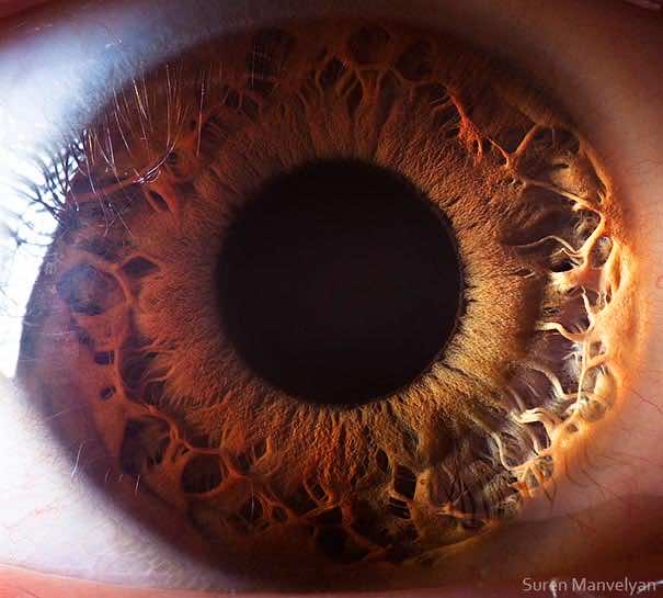 Mesmerizing Images Capture The Fascinating Complexity Of The Human Eye_Image 13