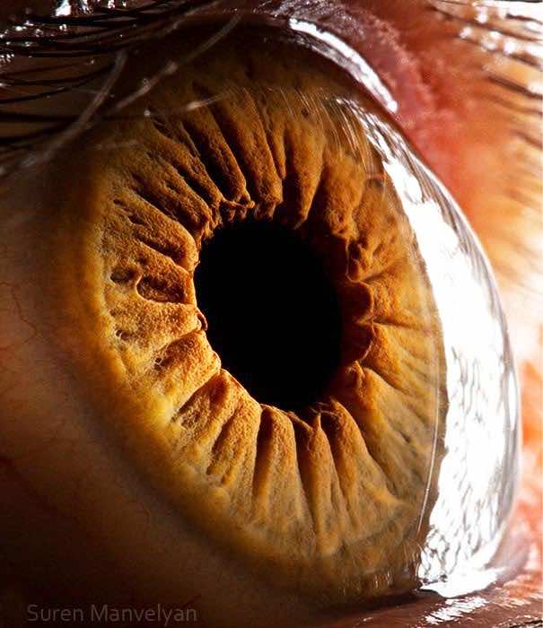 Mesmerizing Images Capture The Fascinating Complexity Of The Human Eye_Image 14