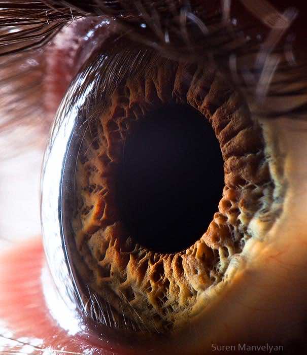 Mesmerizing Images Capture The Fascinating Complexity Of The Human Eye_Image 15