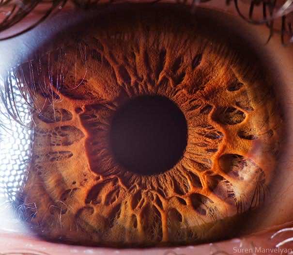 Mesmerizing Images Capture The Fascinating Complexity Of The Human Eye_Image 2