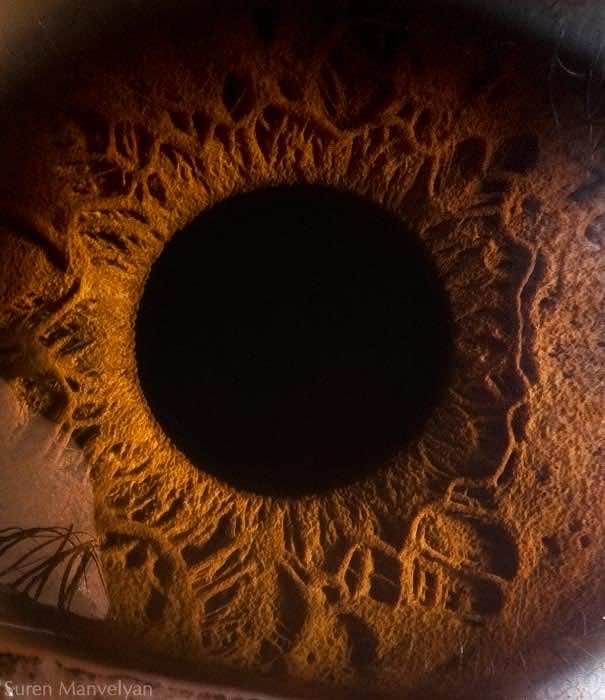Mesmerizing Images Capture The Fascinating Complexity Of The Human Eye_Image 5
