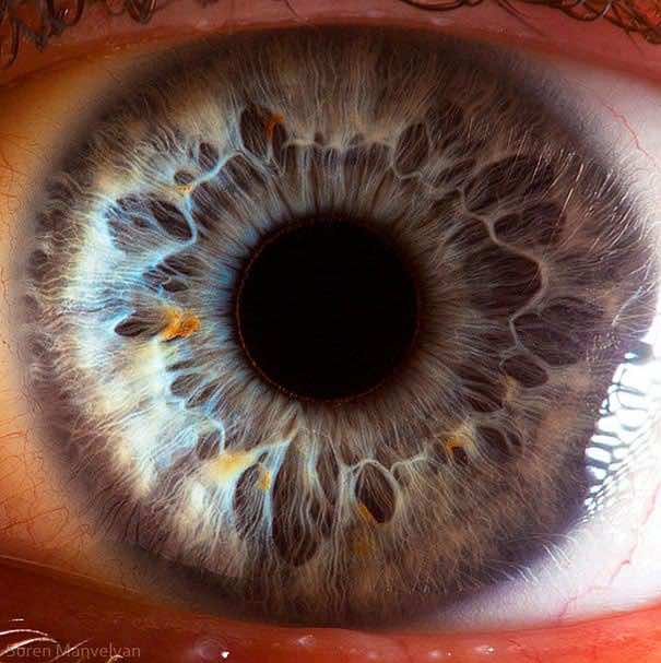 Mesmerizing Images Capture The Fascinating Complexity Of The Human Eye_Image 6