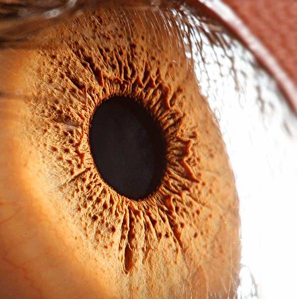Mesmerizing Images Capture The Fascinating Complexity Of The Human Eye_Image 7