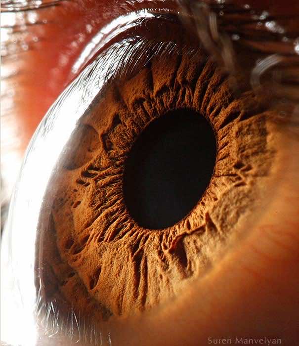 Mesmerizing Images Capture The Fascinating Complexity Of The Human Eye_Image 9