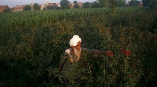 Poo-Powered Pumps Help Pakistan Farmers Grow Richer Greener_Image 1