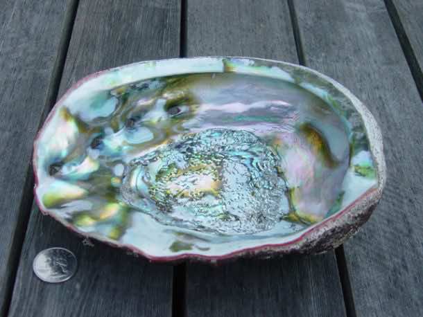 Abalone Shell. Credits: Wikipedia