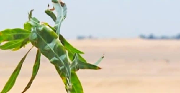 Egyptian Researchers Use Sewage To Grow Forests In The Desert_Image 0
