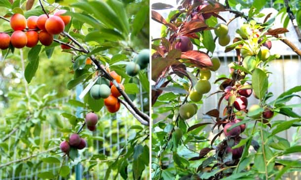 This Amazing Fairytale Tree Can Grow 40 Different Kinds Of Fruit_Image 3