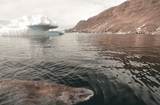 Greenland shark in Disko Bay, western Greenland. Image: Julius Nielsen