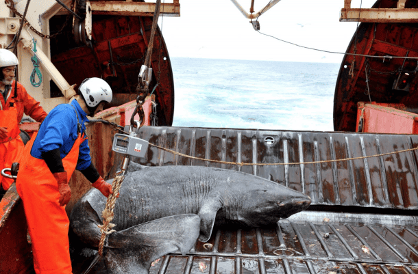 A Greenland shark caught as bycatch from research vessel Pâmiut in southwest Greenland. Credits: Julius Nielsen