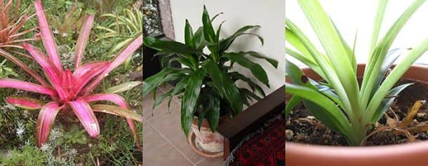 Healthy houseplants (L to R): the bromeliad, the dracaena and the spider plant
