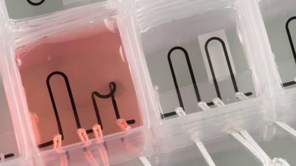 Researchers at Harvard have developed new materials that allow them to 3D print a heart-on-a-chip, with integrated sensors to simplify data collection(Credit: Johan Lind, Michael Rosnach, Disease Biophysics Group/Lori K. Sanders, Lewis Lab/Harvard University)