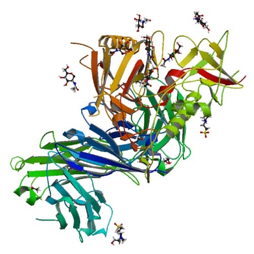 Molecular structure of the N6 antibody/ Pic Credits: labiotech