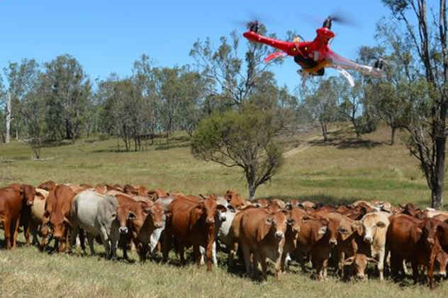 Drone Herding Cattle