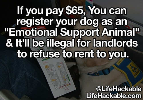 fantastiska användbara life hacks för alla (20)