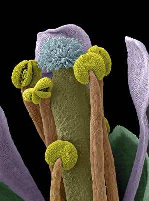 Arabidopsis-thaliana-blomma