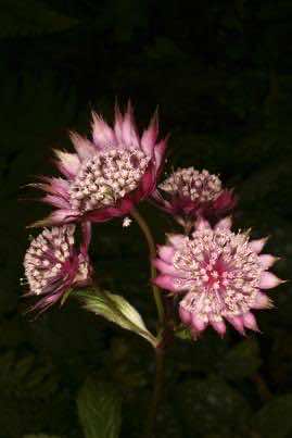 Astrantia