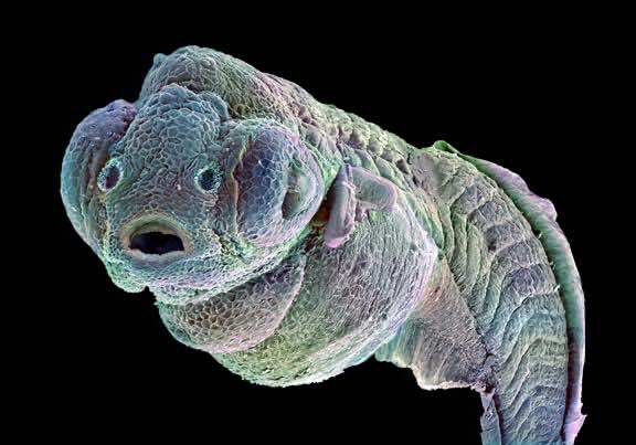 zebrafisk_embryo