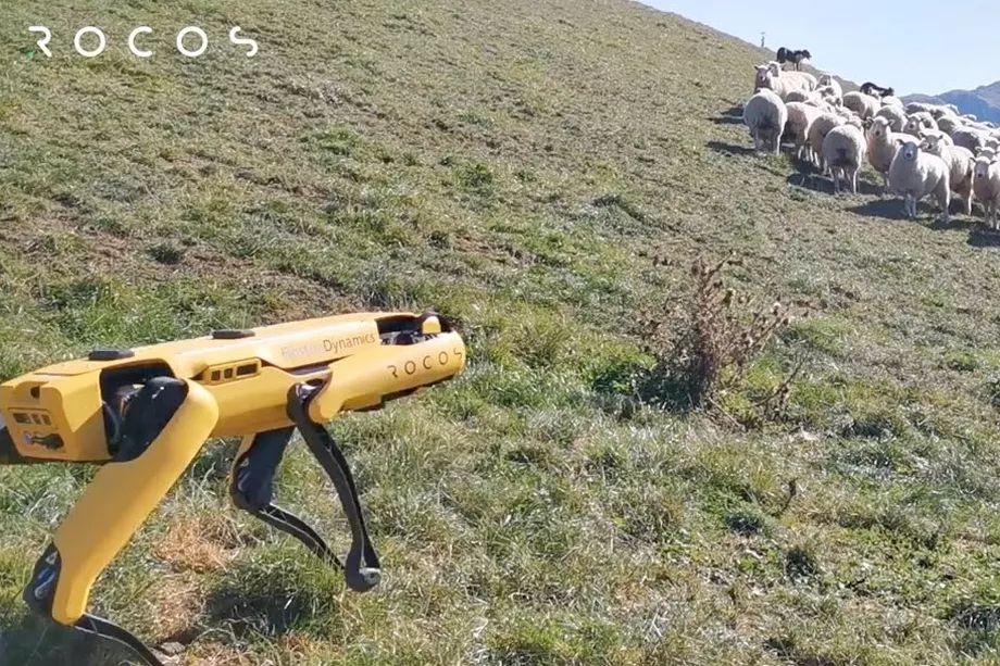 Rocos pratar om en robot herdehund: en herde håller inte med!