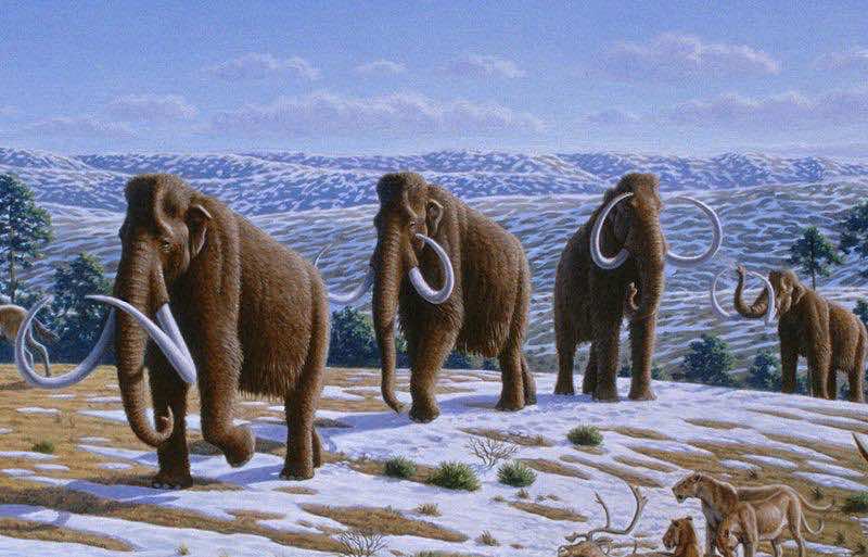 Scientists Will Soon Be Cloning A Woolly Mammoth
