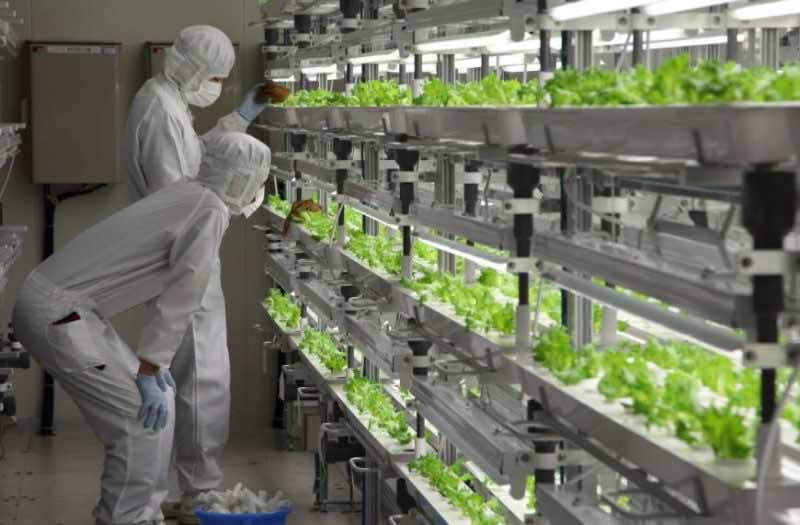 Toshiba Is Planning To Setup Huge Vegetable Factories In Jap